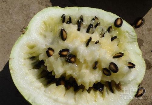 梦见认识的人吃籽瓜,与旧识重逢，共品籽瓜香