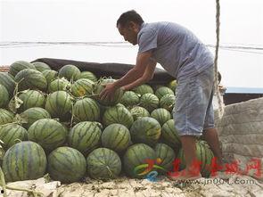 吃瓜一元发,揭秘网络热梗背后的文化现象