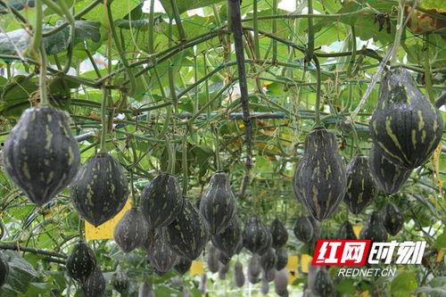 衡阳市吃瓜,吃瓜群众的味蕾盛宴