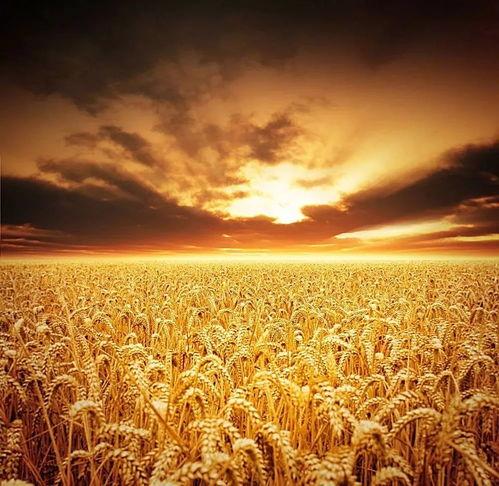 稻田吃瓜头像高清,高清头像下的田园风情