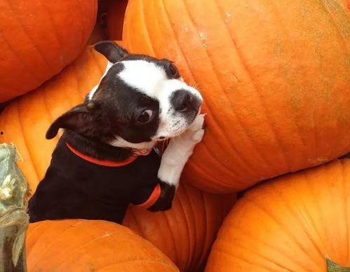 吊瓜能给狗吃吗怎么吃,狗狗的健康美食，这样吃最营养