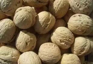 秦皇岛小岛吃瓜,夏日避暑吃瓜乐逍遥