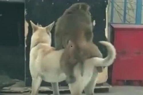 吃瓜狗视频,揭秘娱乐圈幕后故事