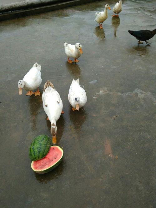 圈内吃瓜鸭,揭秘娱乐圈幕后故事